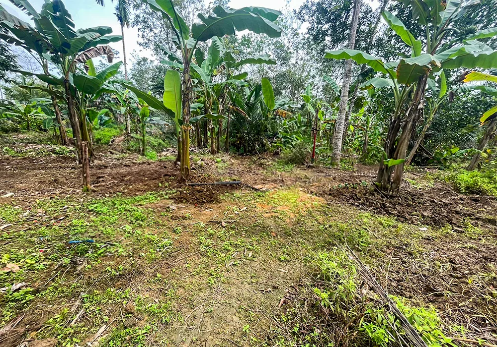 TANAH DI KAB. PULANG PISAU - WOFF874-1 - Kalimantan Tengah