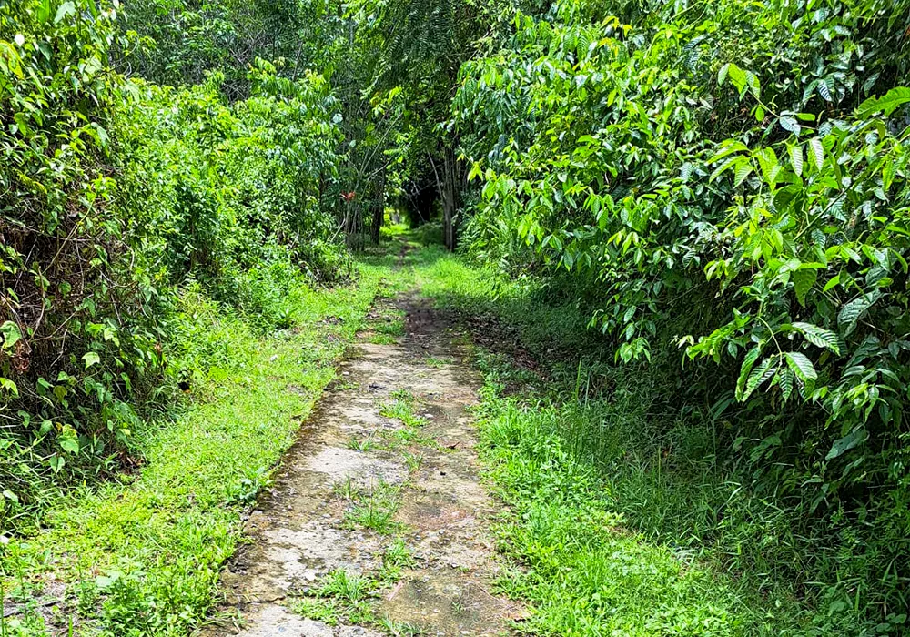 TANAH DI KAB. PULANG PISAU - WOFF874-1 - foto 3