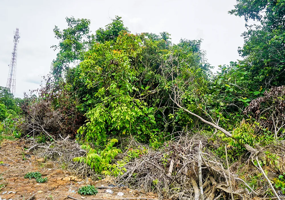 TANAH DI KAB. PULANG PISAU - WOFF874-2 - Kalimantan Tengah