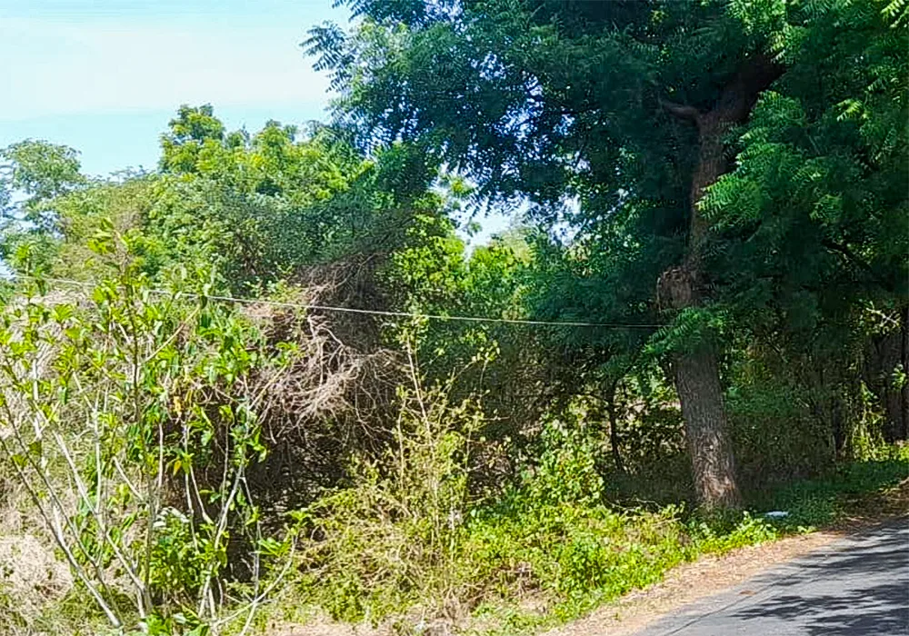 TANAH DI KAB. BULELENG - WOFF9701-2 - Bali