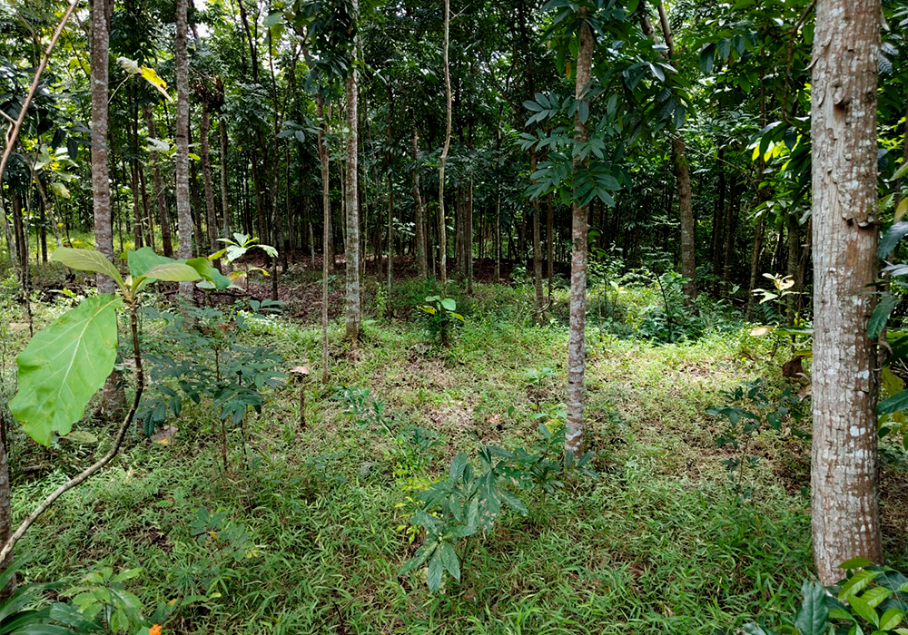 TANAH DI KAB. SUKOHARJO - WOFF351-4 - foto 3