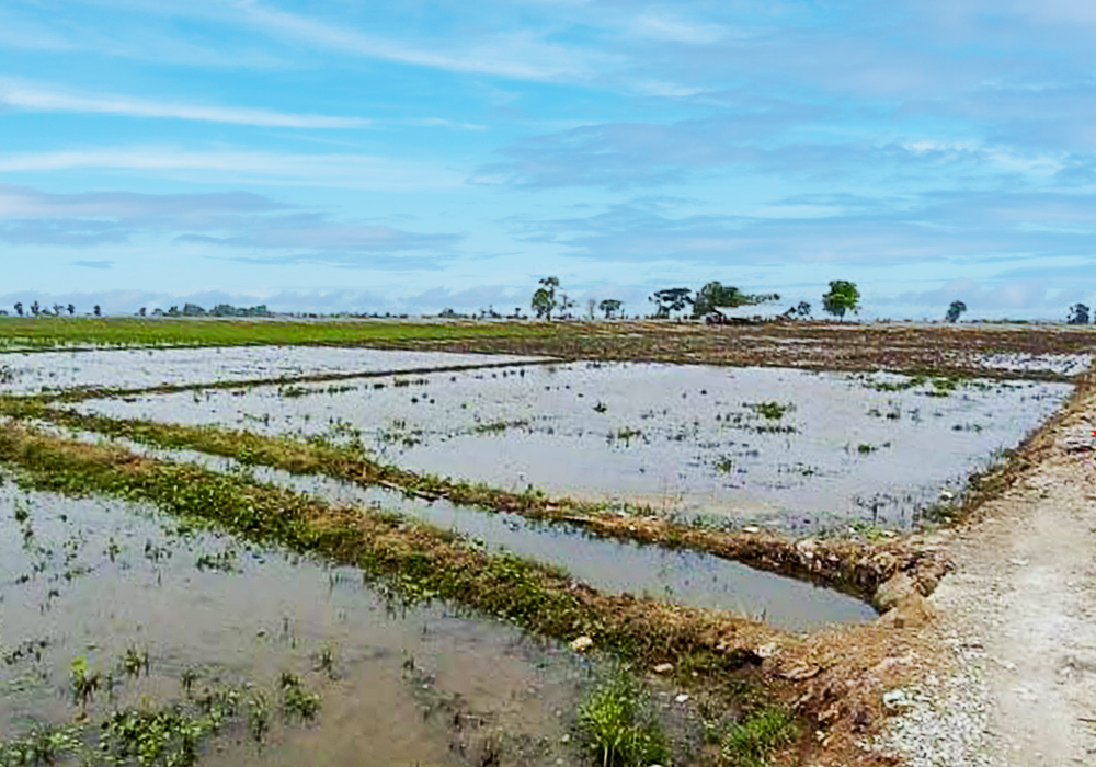 TANAH DI KAB. KARAWANG - WOFF750-1 - foto 3